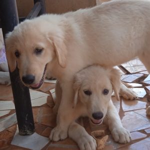 Golden Retriever