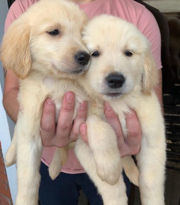Golden Retriever