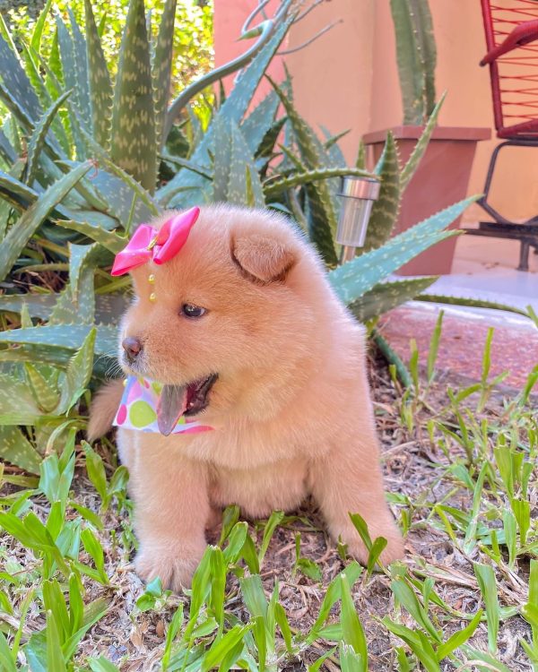 CHOW CHOW - Imagen 6