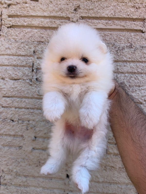 Lulu de pomerania - Imagen 2