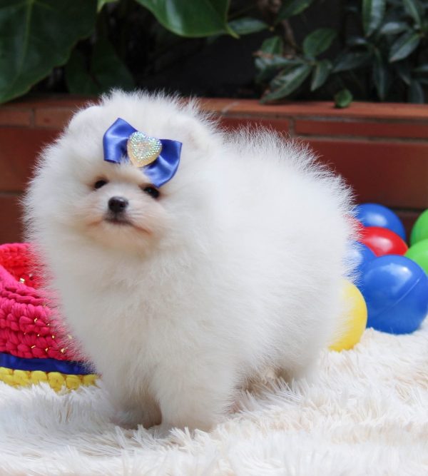 Lulu de POMERANIA - Imagen 3