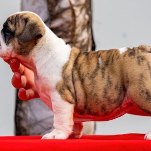 Bulldog Inglés