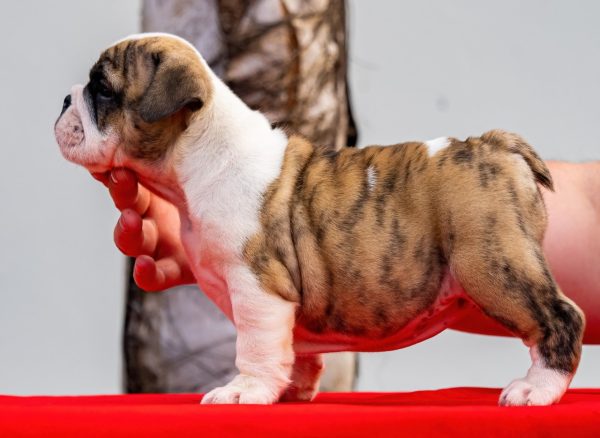 Bulldog Inglés