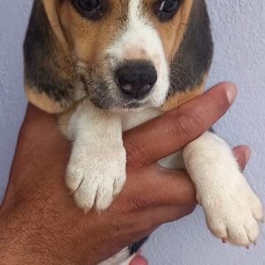 Beagle hembra