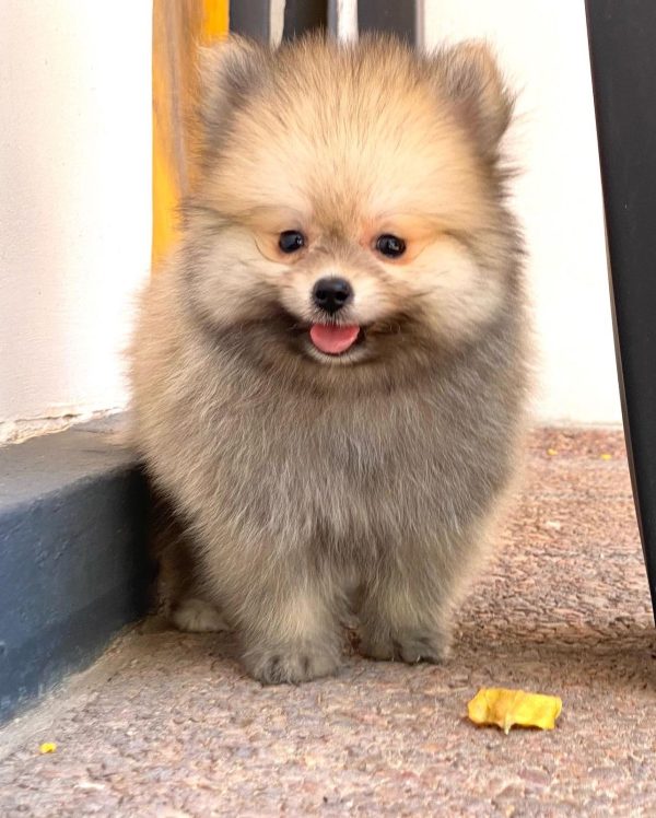Lulu de POMERANIA - Imagen 3
