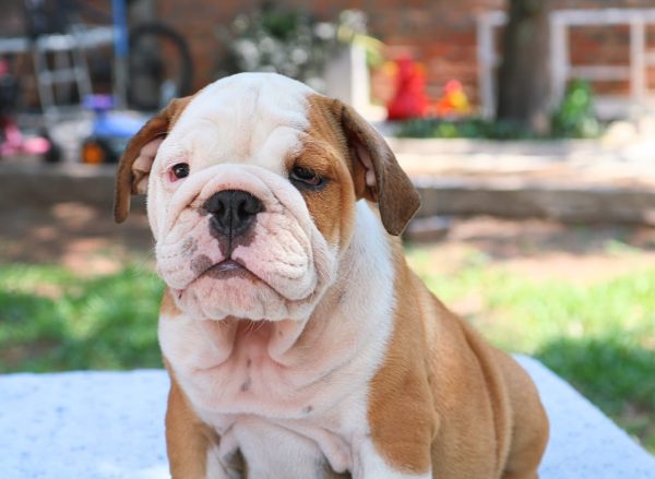 Bulldog Inglés