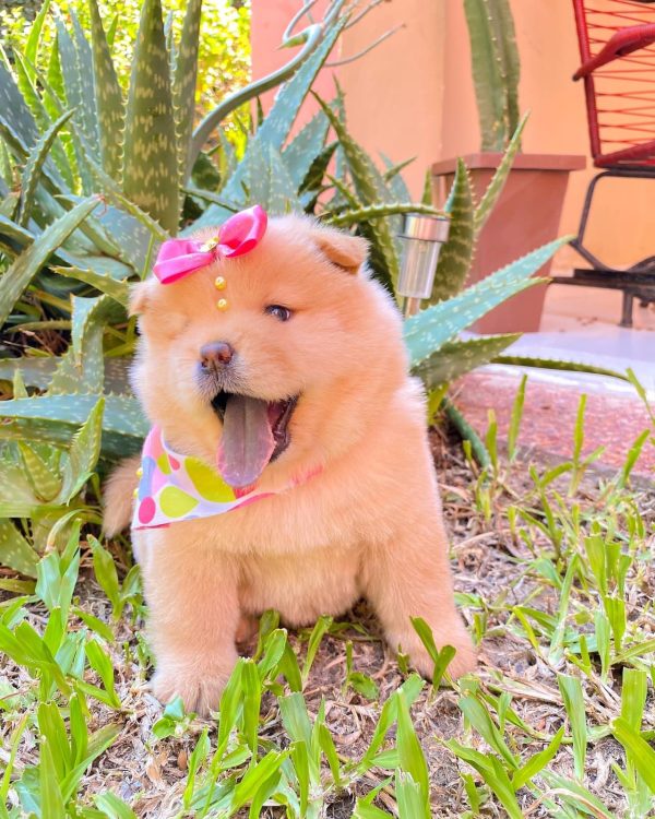 CHOW CHOW - Imagen 4