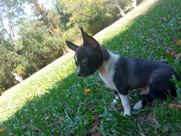 Chihuahua macho y hembra - Imagen 2