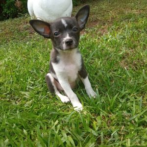Chihuahua macho y hembra