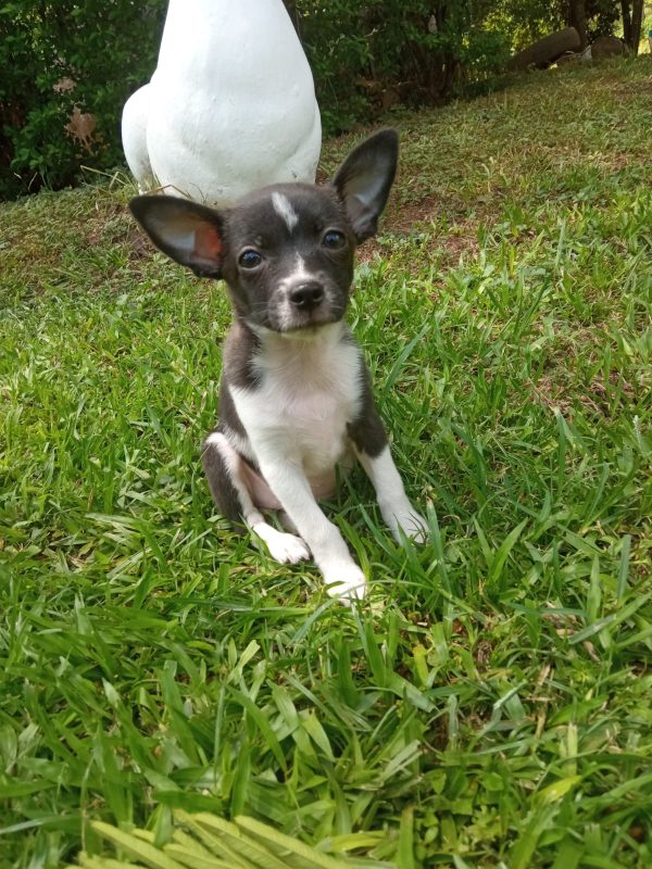 Chihuahua macho y hembra