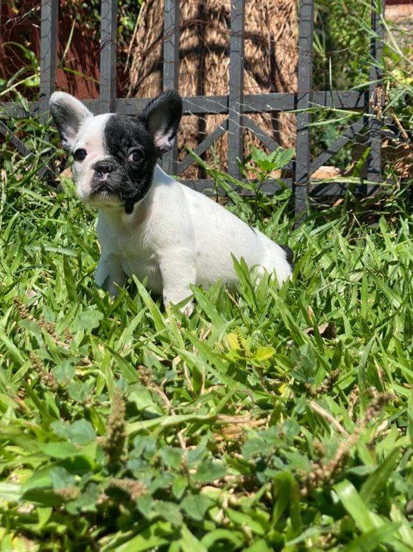 Bulldog Francés - Imagen 2