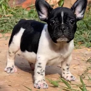 Bulldog Francés