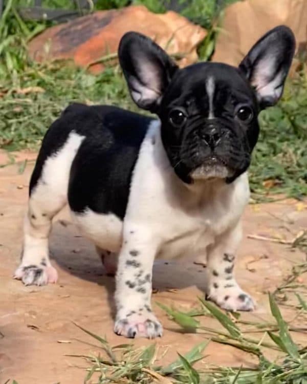 Bulldog Francés