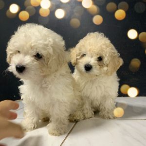 Caniche Toy