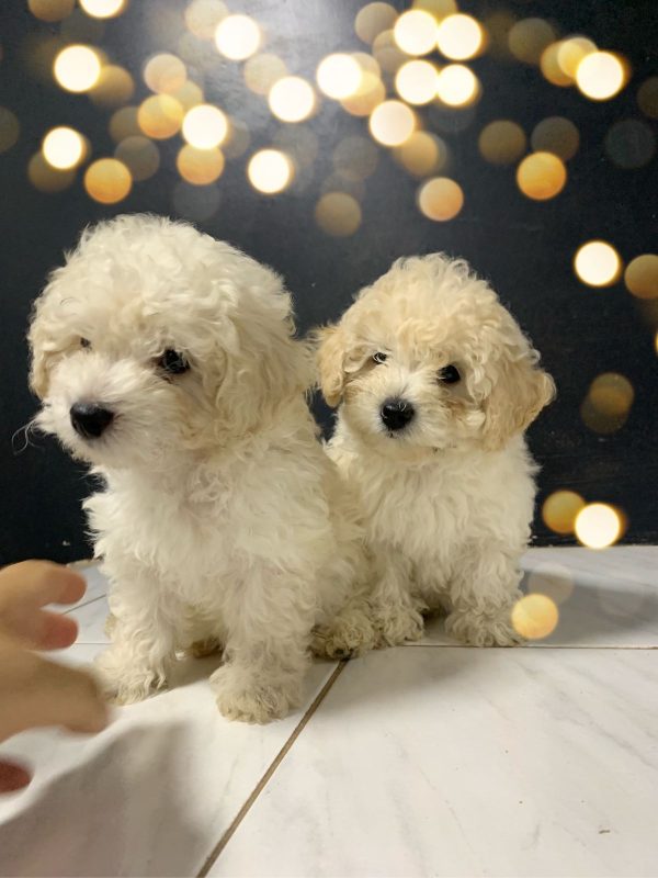 Caniche Toy