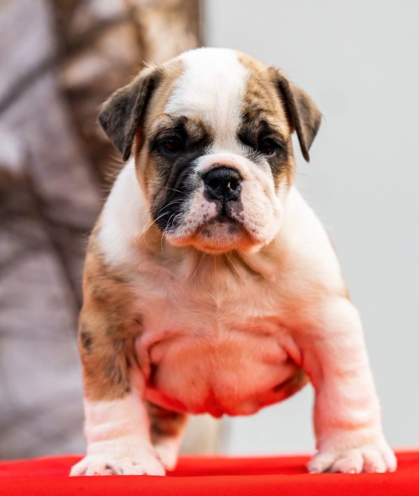 Bulldog Inglés - Imagen 3