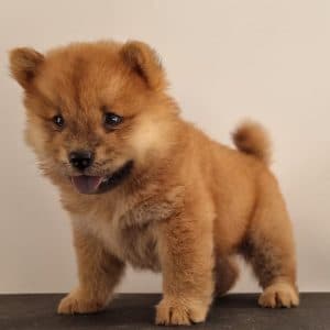 Chow chow