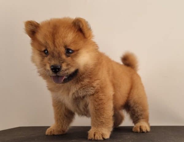 Chow chow