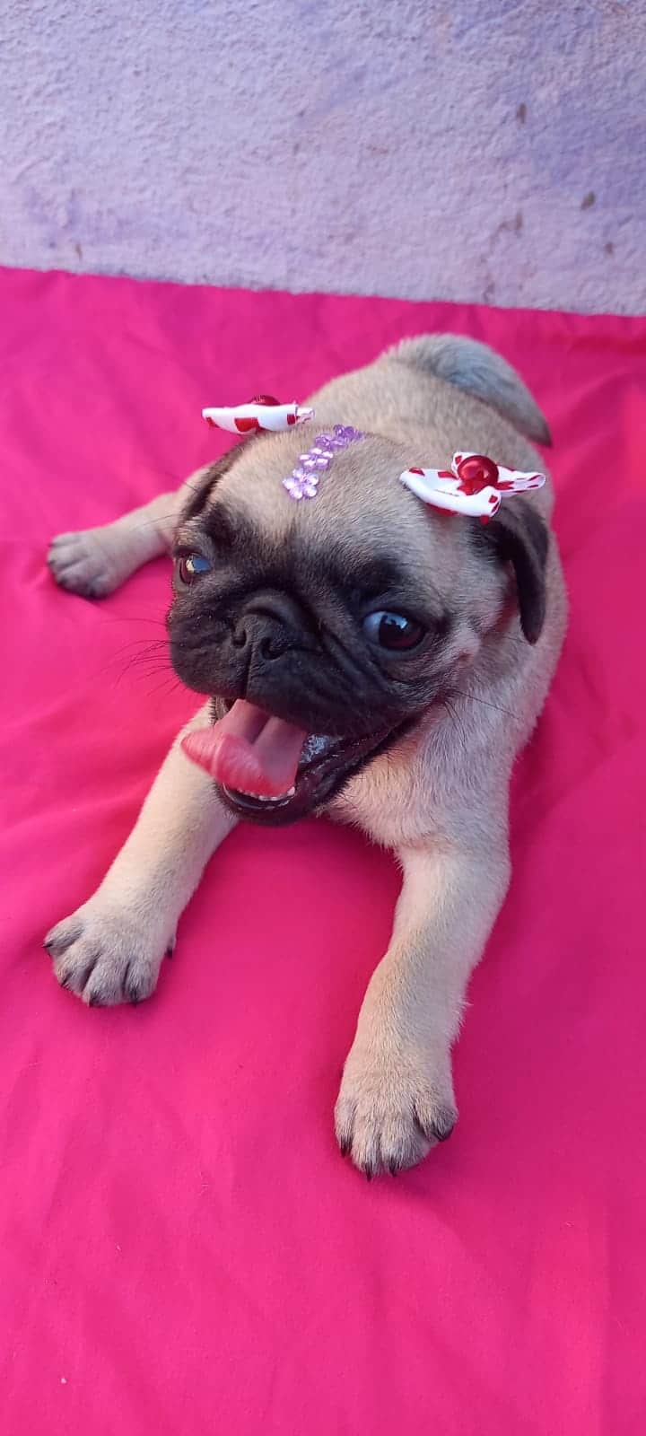 Ropa para on sale perros pug hembra