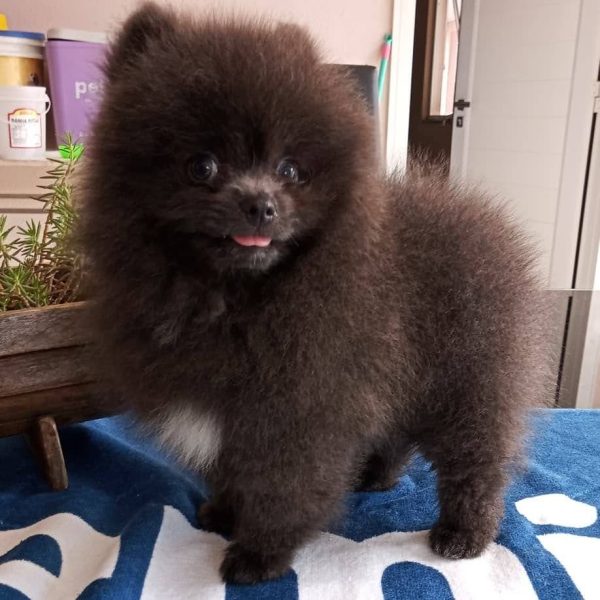 Lulu de Pomerania - Imagen 2