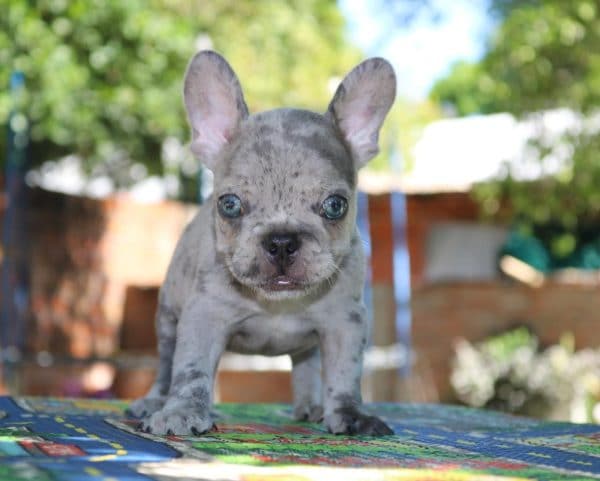 Bulldog francés exotico - Imagen 3