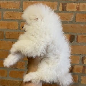 Lulu de pomerania