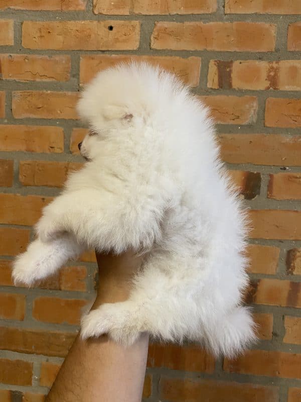 Lulu de pomerania