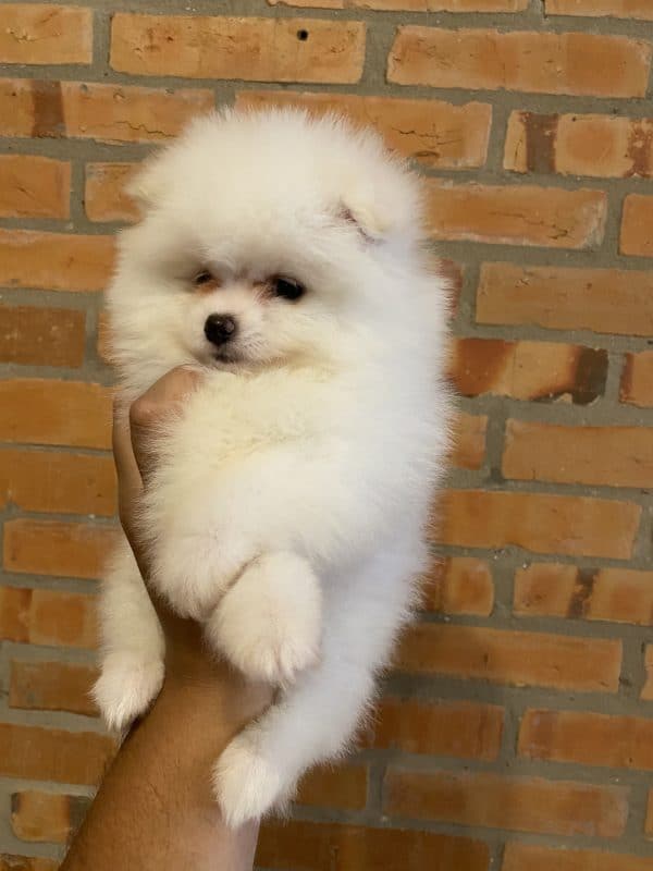 Lulu de pomerania - Imagen 2