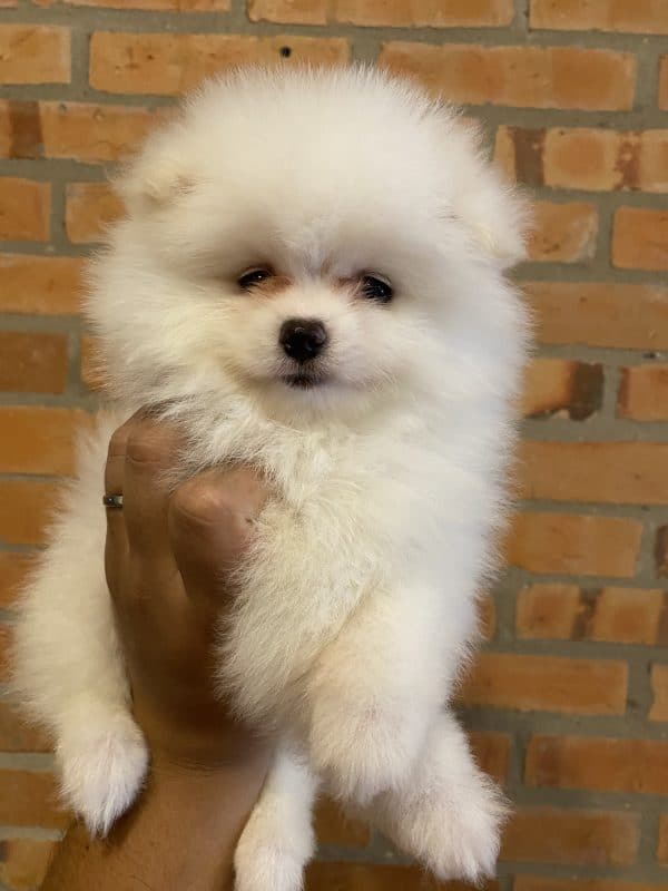 Lulu de pomerania - Imagen 3