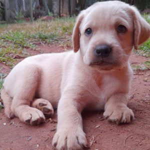 Labrador machos y hembras