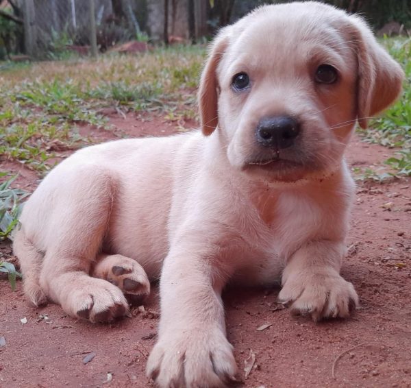 Labrador machos y hembras