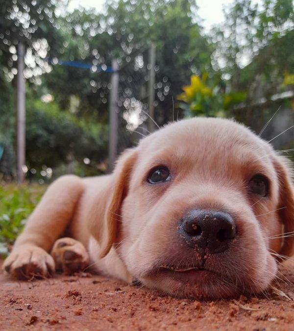 Labrador machos y hembras - Imagen 2