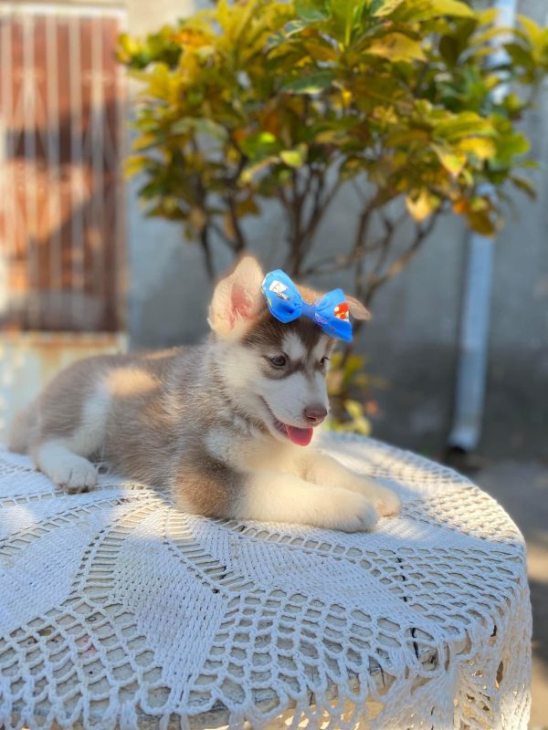 Husky siberiano hembra - Imagen 2