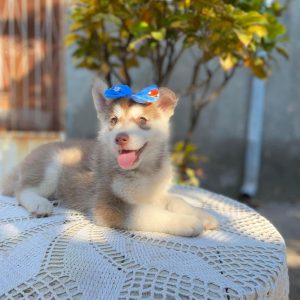 Husky siberiano hembra