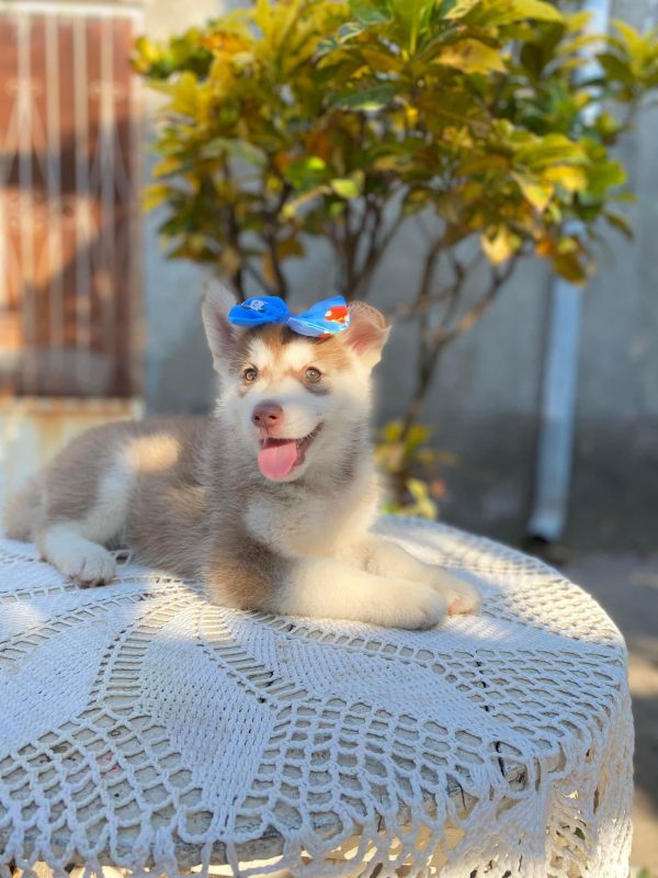 Husky siberiano hembra