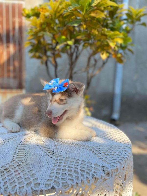 Husky siberiano hembra - Imagen 3