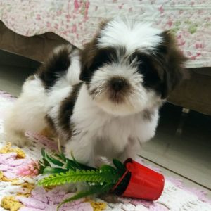Lhasa apso hembra