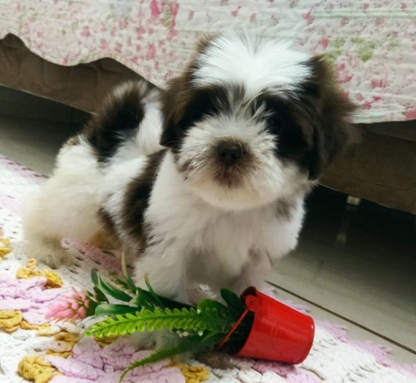 Lhasa apso hembra