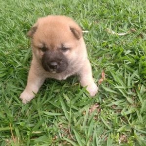 Shiba inu hembra y macho
