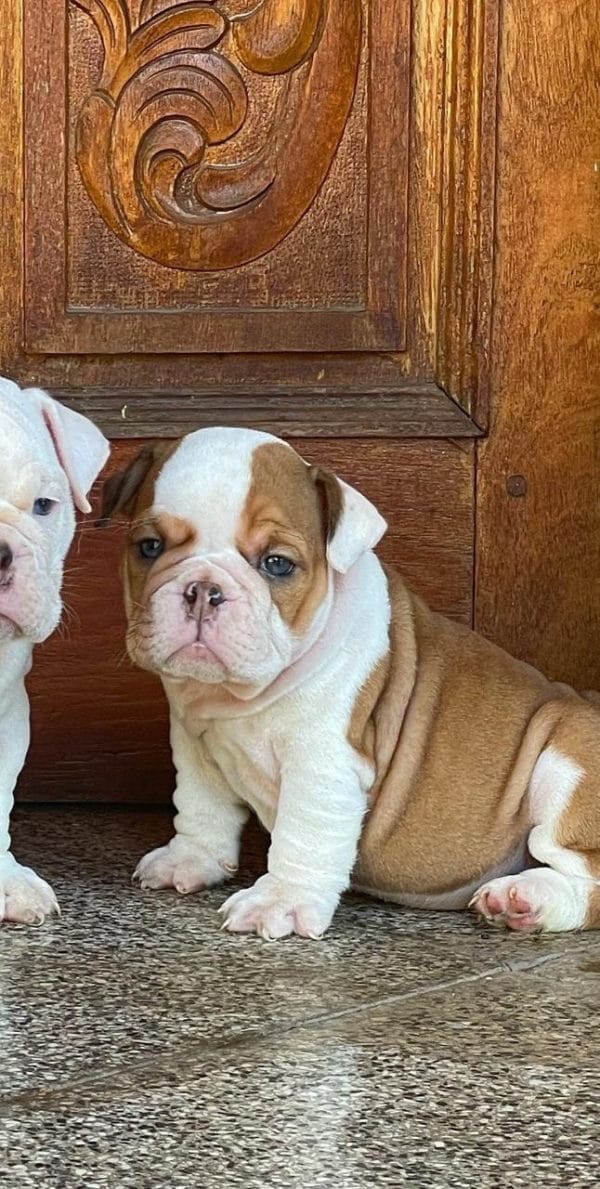 Bulldog Inglés - Imagen 4