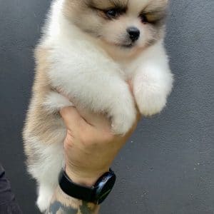 Lulu de POMERANIA