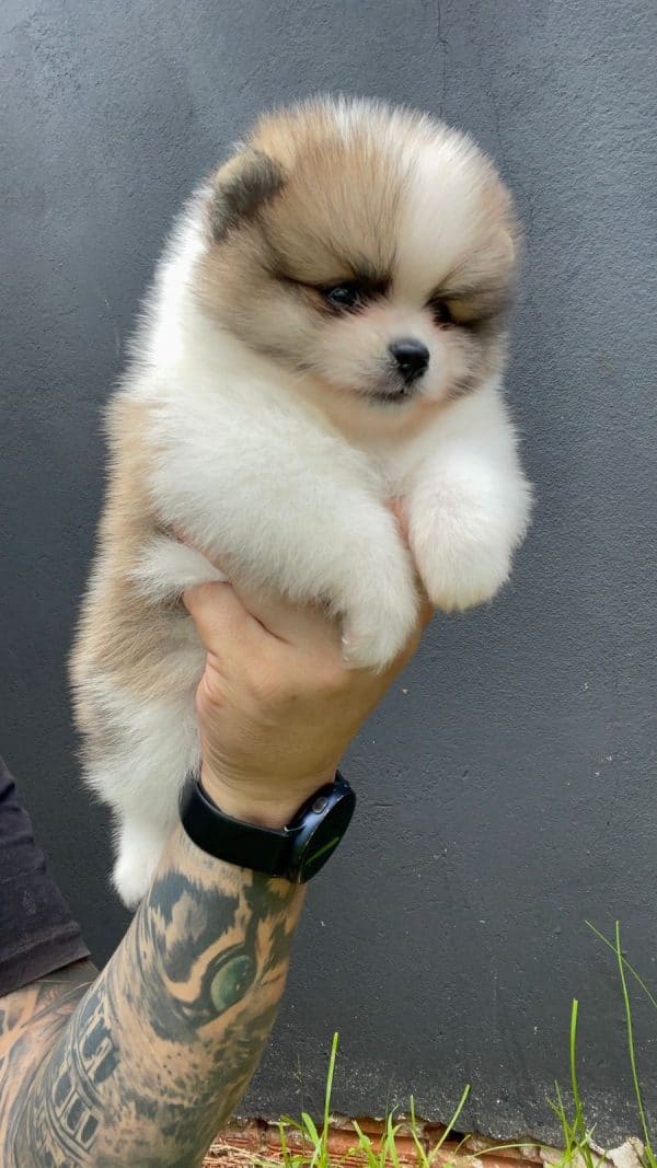 Lulu de POMERANIA