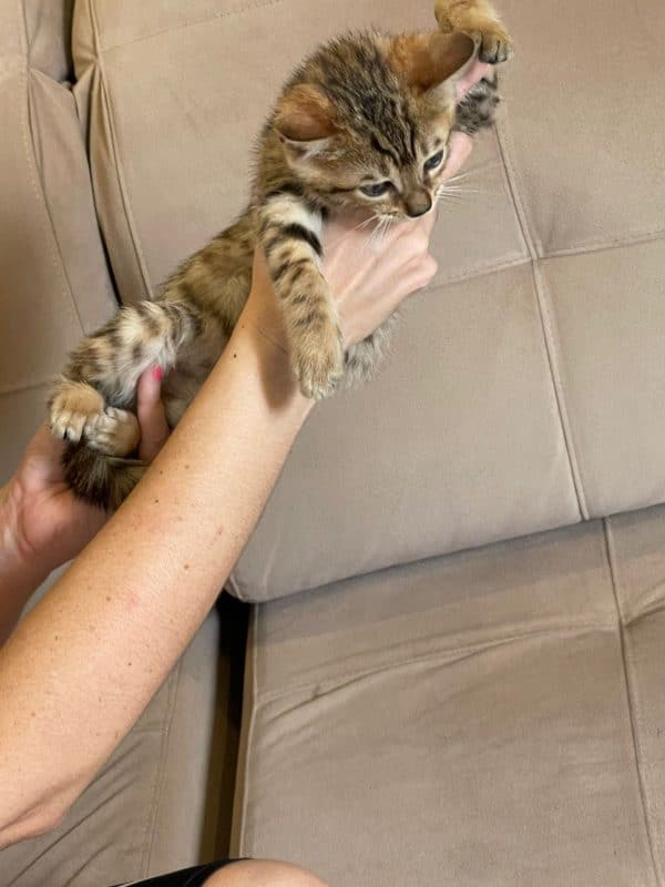 Gato bengalí macho - Imagen 3