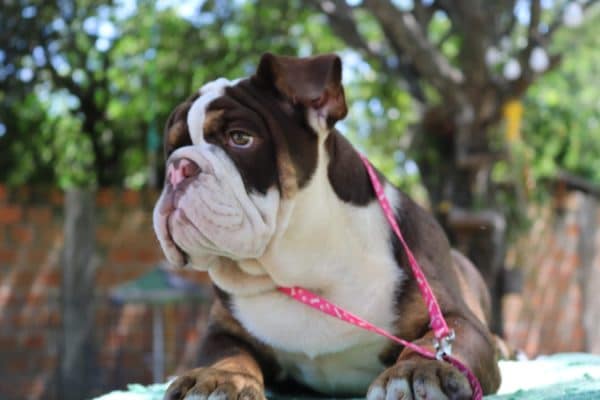 Bulldog inglés - Imagen 3