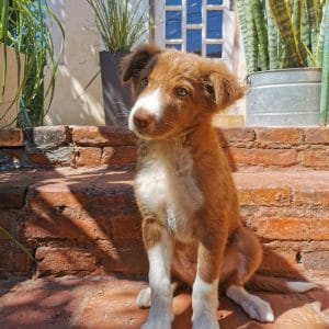 Border collie macho