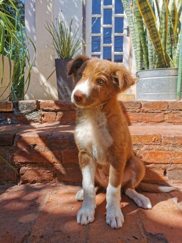 Border collie macho