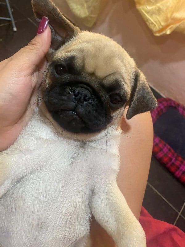 PUG - Imagen 2