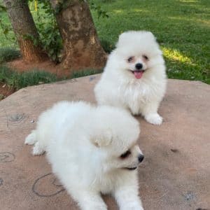 Lulú de pomerania hembra blanca