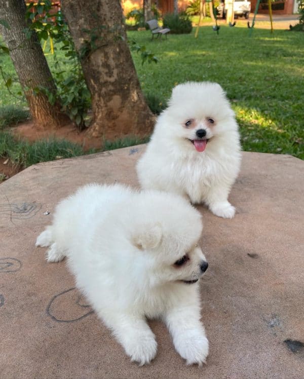 Lulú de pomerania hembra blanca