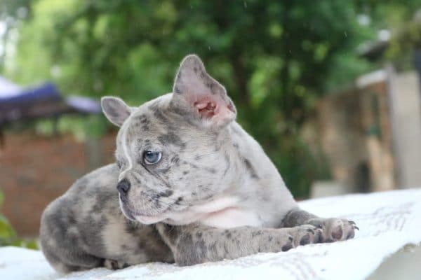 Bulldog francés lilac merle - Imagen 4
